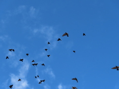 Columba livia domestica