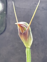 Pterostylis erecta