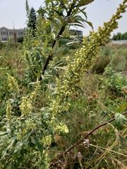 Artemisia douglasiana