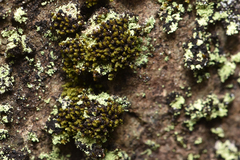 Orthotrichaceae