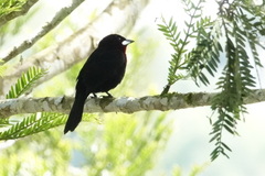 Ramphocelus carbo