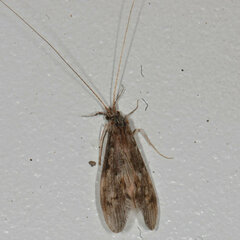 Oecetis