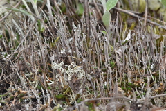Cladonia