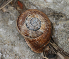 Otala punctata