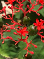 Jatropha podagrica