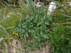 Angelica lucida