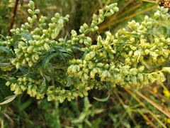 Artemisia douglasiana