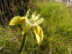 Moraea fugax