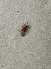 Dysdera crocata