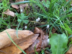 Coprinellus disseminatus