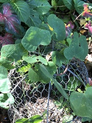 Passiflora lutea