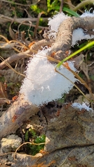 Prociphilus tessellatus