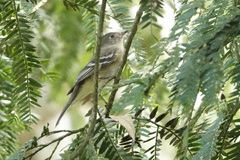 Elaenia