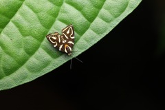 Hemerophila albertiana