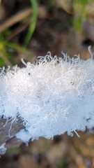 Prociphilus tessellatus