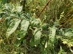 Artemisia douglasiana