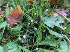 Coprinellus disseminatus