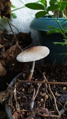 Leucocoprinus ianthinus