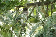 Elaenia