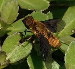 Chrysanthrax cypris