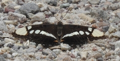 Adelpha eulalia