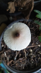 Leucocoprinus ianthinus