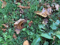 Coprinellus disseminatus