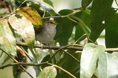 Ammodramus aurifrons