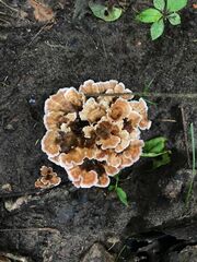 Podoscypha petalodes