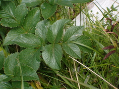 Angelica lucida