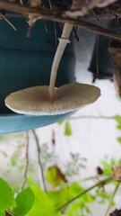 Leucocoprinus ianthinus