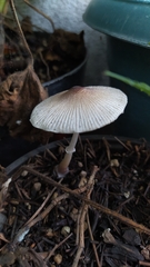 Leucocoprinus ianthinus