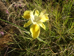 Moraea fugax