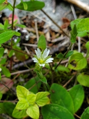 Cerastium fontanum