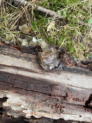 Myxarium nucleatum