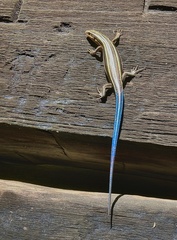 Plestiodon fasciatus