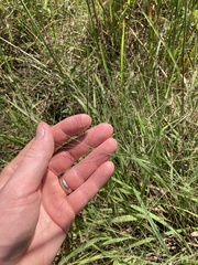 Eragrostis spectabilis