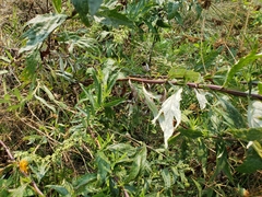 Artemisia douglasiana