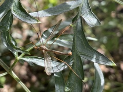 Platytipula