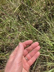 Eragrostis spectabilis