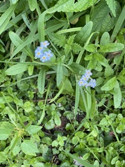 Myosotis laxa