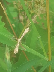 Gillmeria pallidactyla