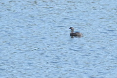 Tachybaptus dominicus