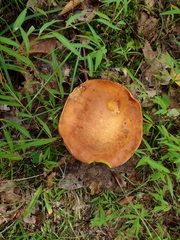 Xanthoconium purpureum