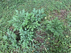 Amorphophallus konjac