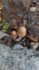 Coprinellus radians