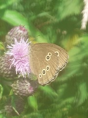 Aphantopus hyperantus
