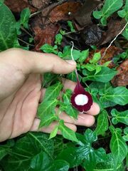 Aristolochia nelsonii