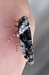 Catonia nava
