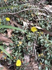 Hibbertia procumbens